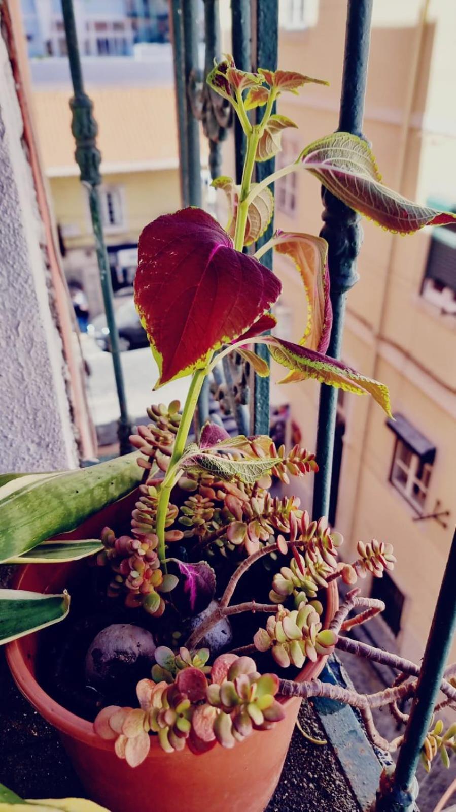 Charming Central Apartment To Rent Lisboa Dış mekan fotoğraf
